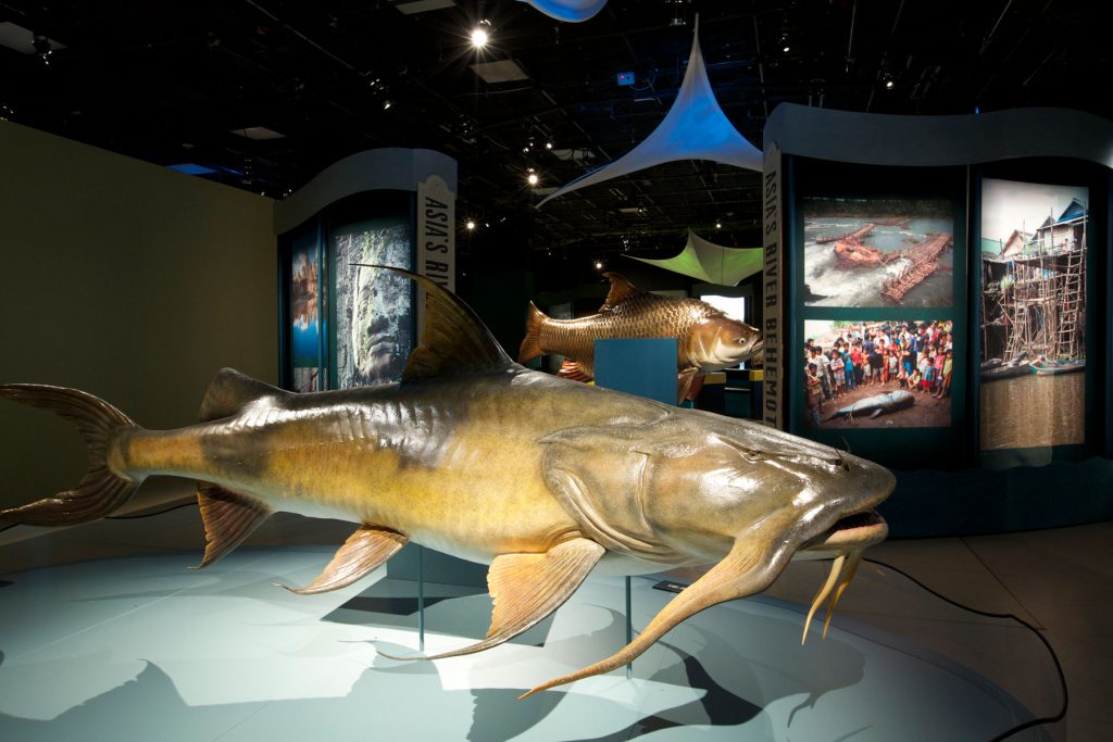 Witte Museum showcases legendary giant fish with 'Monster Fish' - The Witte  Museum
