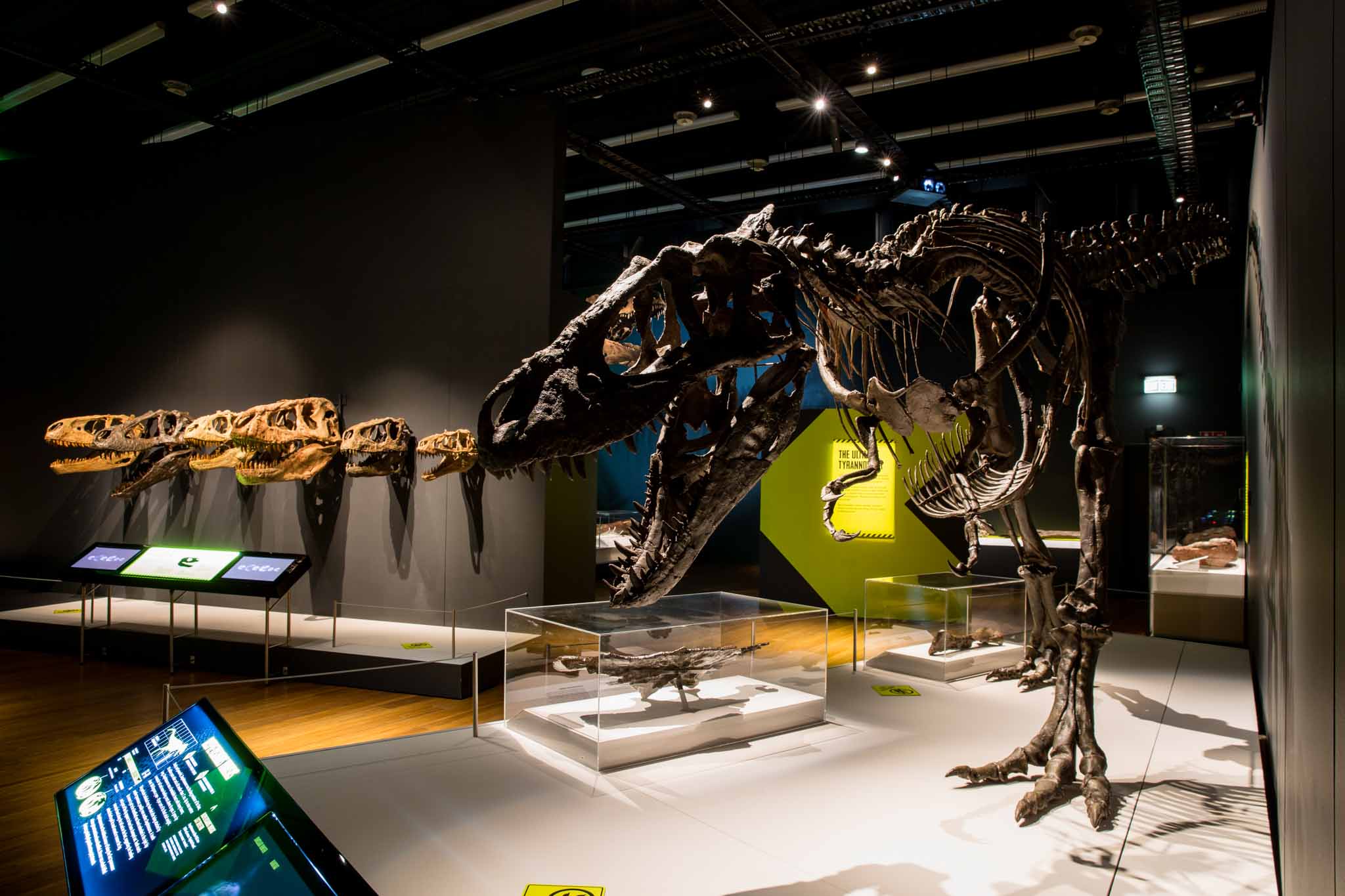 Dinosaur - Tyrannosaurus rex - The Australian Museum