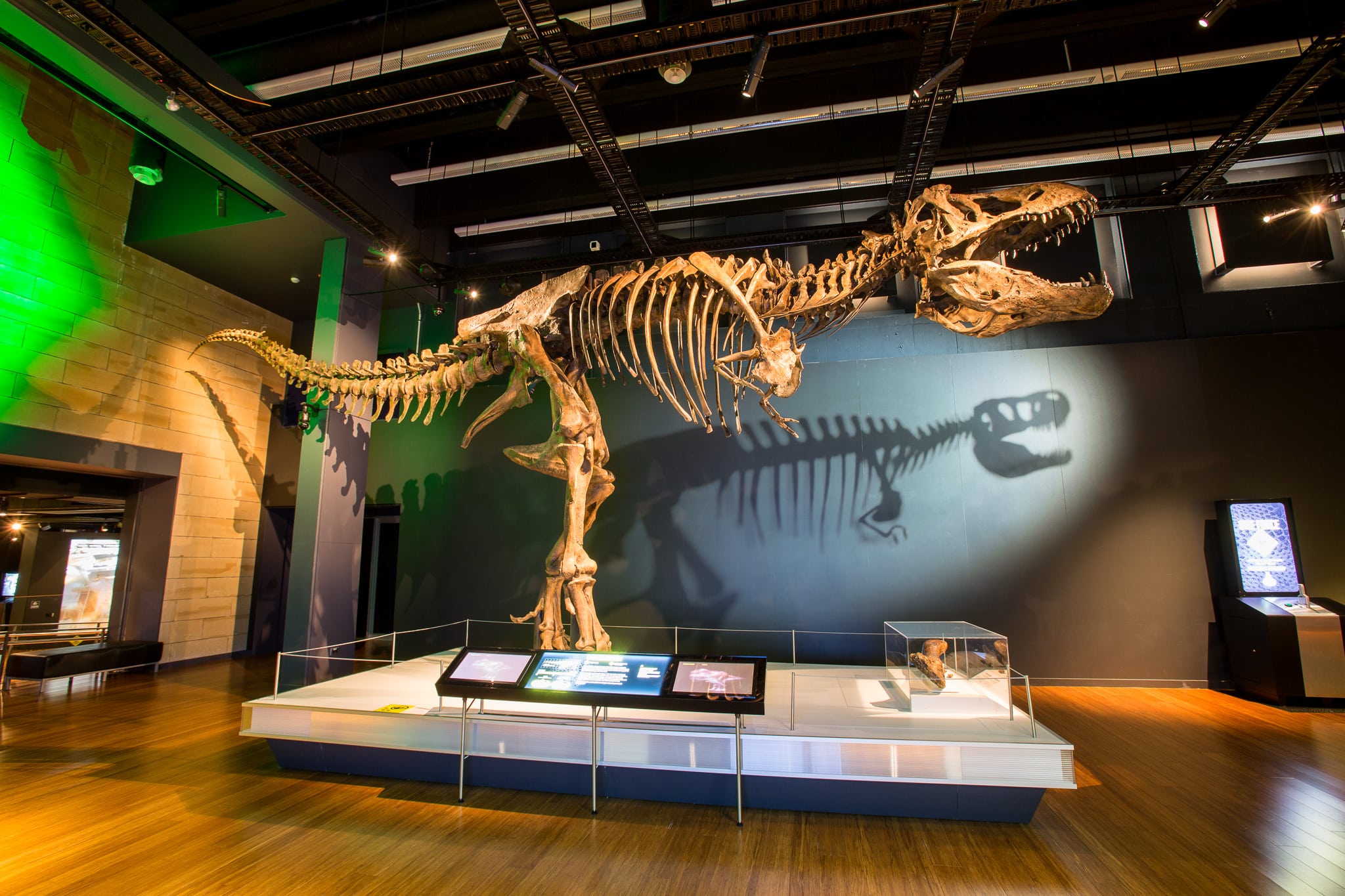 Dinosaur - Tyrannosaurus rex - The Australian Museum