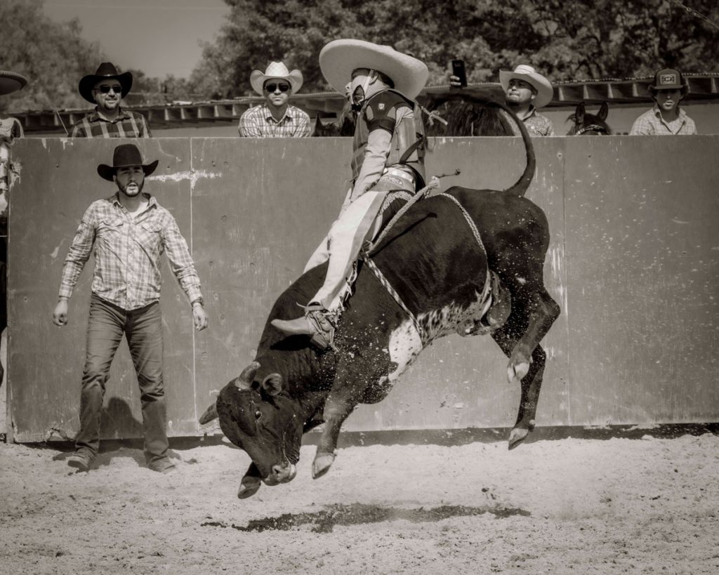 charreada rider on a bull