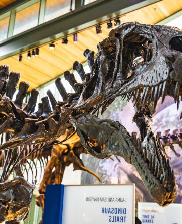 Acrocanthosaurus fossil