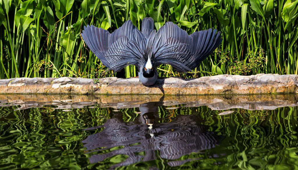 Heron spreads its wings. Its reflection is seen in the water.