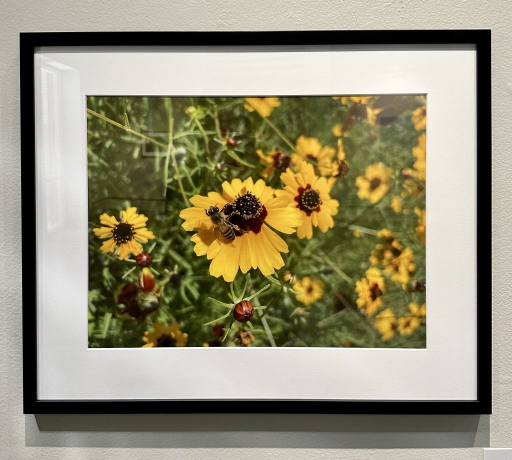 Bee pollenates in a flower field.