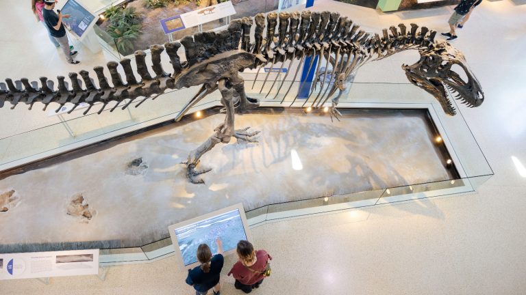 two people stand near dinosaur fossil and interact with screen display.