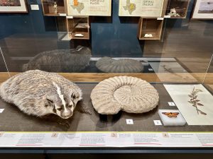 badger and ammonite.